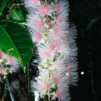 一夜限りのサガリバナの満開の夜間開花と翌朝の変化の写真
