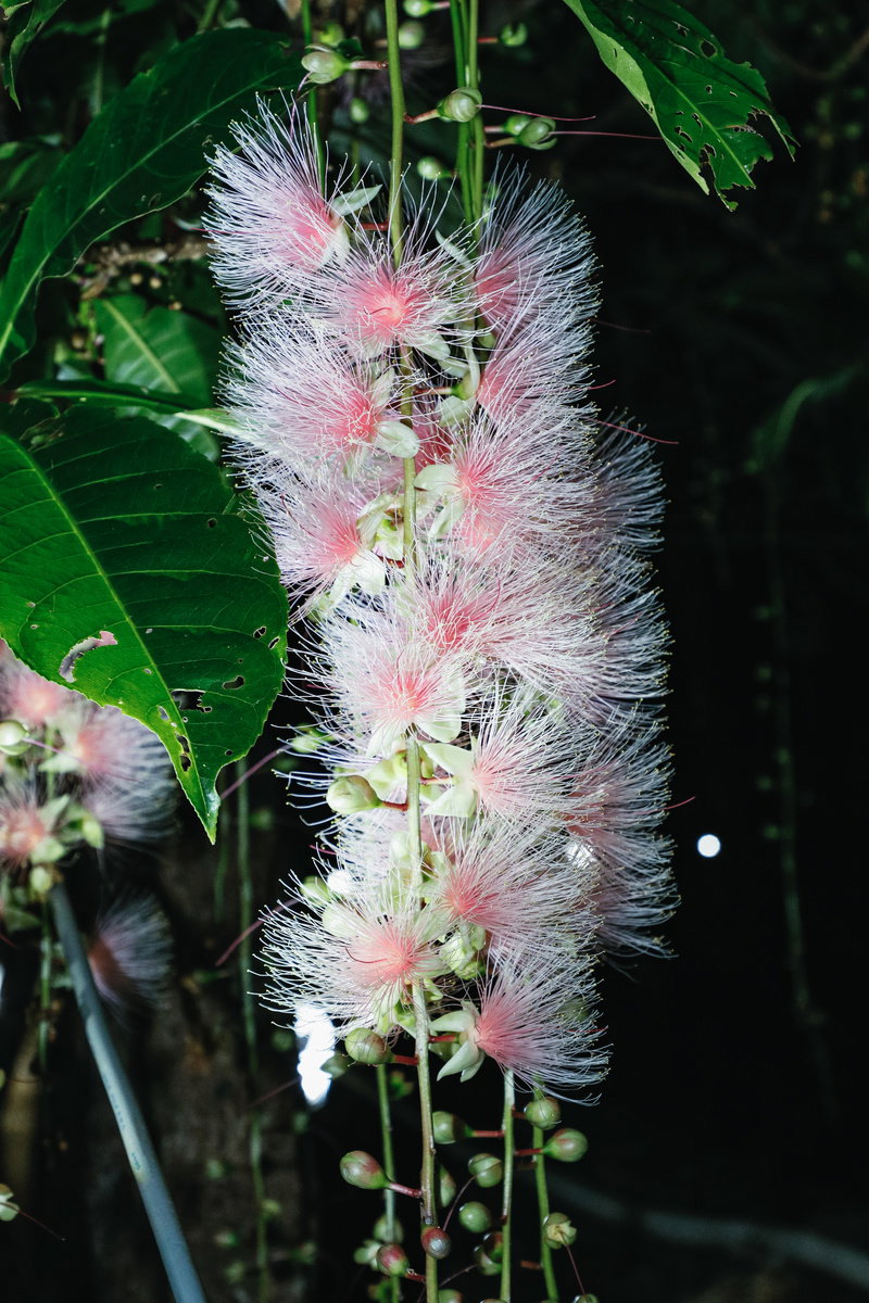 白とピンクの繊細な花を房状に咲かせるサガリバナ