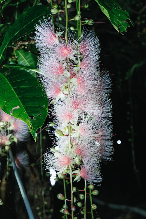 一夜限りのサガリバナの満開の夜間開花と翌朝の変化