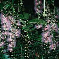 深夜に開花した満開のサガリバナ。沖縄の夜咲き熱帯植物の写真