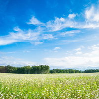 天気が良い青空と地平線に広がる一面のシロツメクサの写真