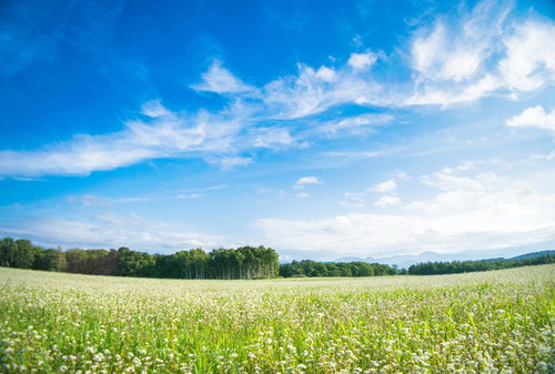 天気が良い青空と地平線に広がる一面のシロツメクサ