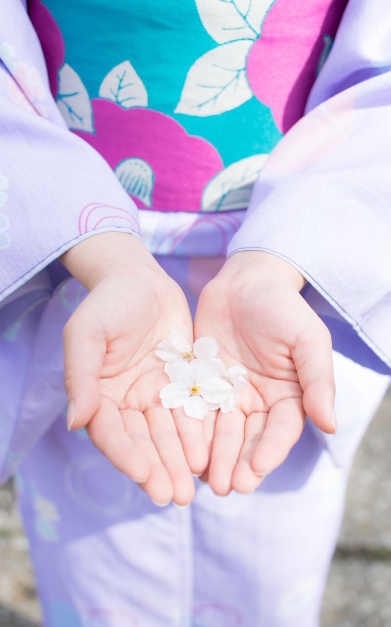 紫とピンクの着物を着た女性が桜の花びらを両手で掬っている