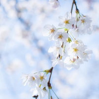 青空に映える白い桜の花、春の満開の枝の写真