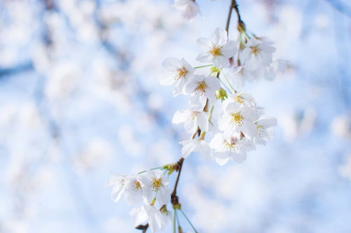 青空に映える白い桜の花、春の満開の枝
