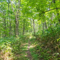 新緑に囲まれた山道の散歩コース、春から初夏の自然トレッキングの写真