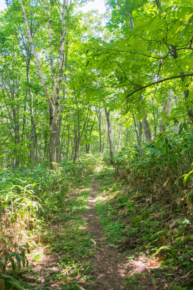新緑の森の中を通る土の山道
