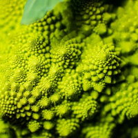 ごつごつしたロマネスコのアップの写真