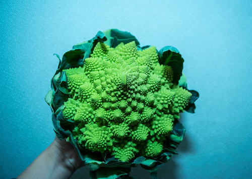 赤いポインセチアを抱える女性