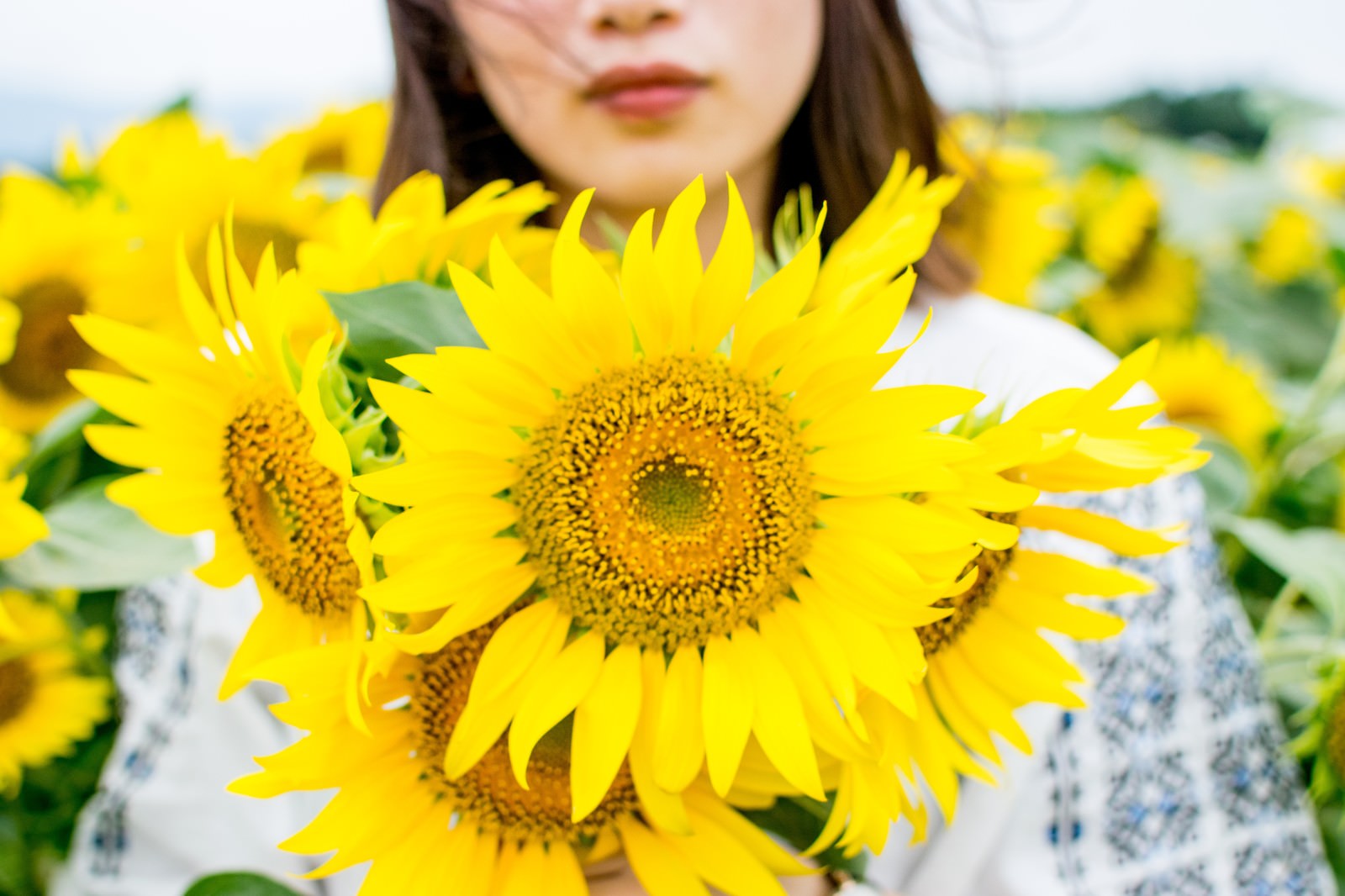 向日葵畑で黄色い向日葵の花を手に持つ女性
