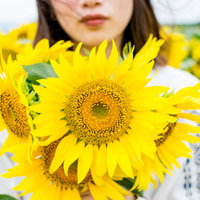 向日葵畑の中で黄色い花を手にした女性の夏の風景の写真