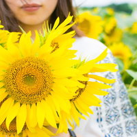 ひまわり畑で大きなひまわりを持つ女性の夏風景の写真