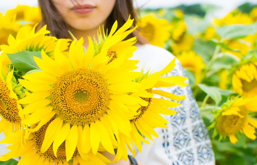 ひまわり畑で大きなひまわりを持つ女性の夏風景