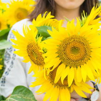 向日葵に囲まれて笑顔の女性、夏の屋外ポートレートの写真