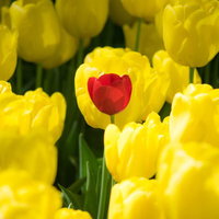 黄色いチューリップに囲まれた1本の赤いチューリップの写真