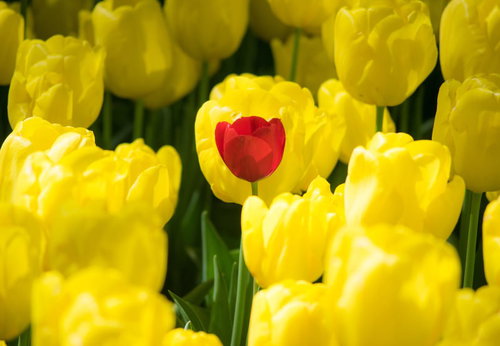 黄色いチューリップに囲まれた1本の赤いチューリップ