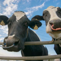 ビーチで自撮りする牛さんの写真