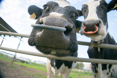 ぇ！今放送してるの？ カーチャン見てるー？（牛）