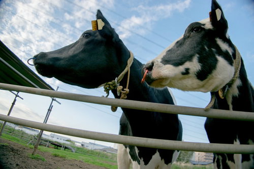 あいつ出荷かな？えっまじで！？