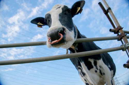 牧場の柵越しに顔を向ける白黒模様の牛