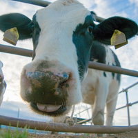 牛接写・柵越しに顔を近づける乳牛の写真