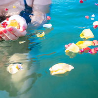 プールの水面に浮くカラフルな花びらと女性の手の写真