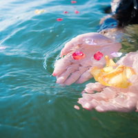 水面に浮いた色とりどりの花びらをすくいあげる女性の手の写真