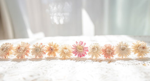 ぱくたそ10周年記念のドライフラワー10個