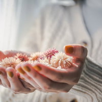 手のひらで優しく包み込むドライフラワー、両手で大切にの写真