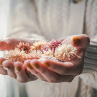手のひらいっぱいのピンクと白のドライフラワーを両手で包むの写真