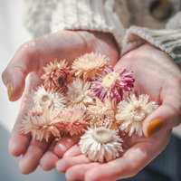 手のひらに集めたドライフラワーたち - 白い小花の優しいギフトの写真