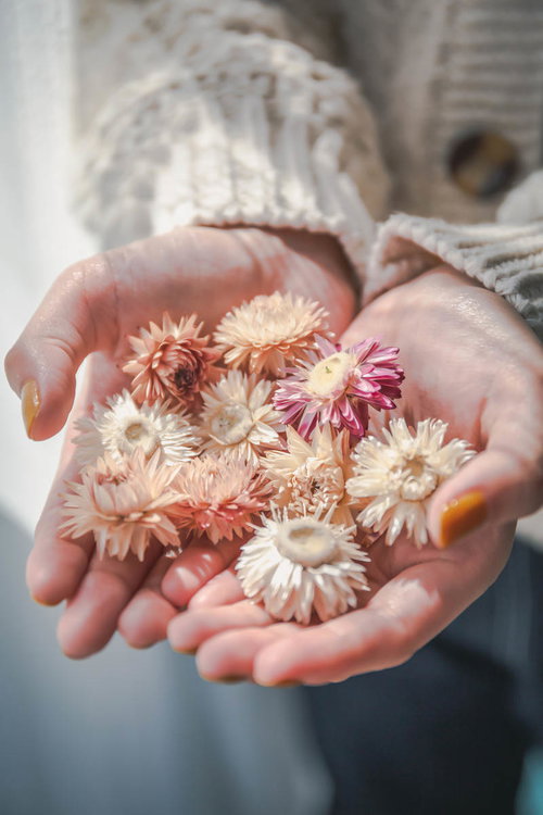 手のひらに集めたドライフラワーたち - 白い小花の優しいギフト