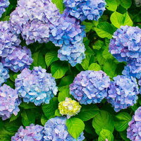 青色や紫色の入り混じる紫陽花の花房と緑の葉の写真