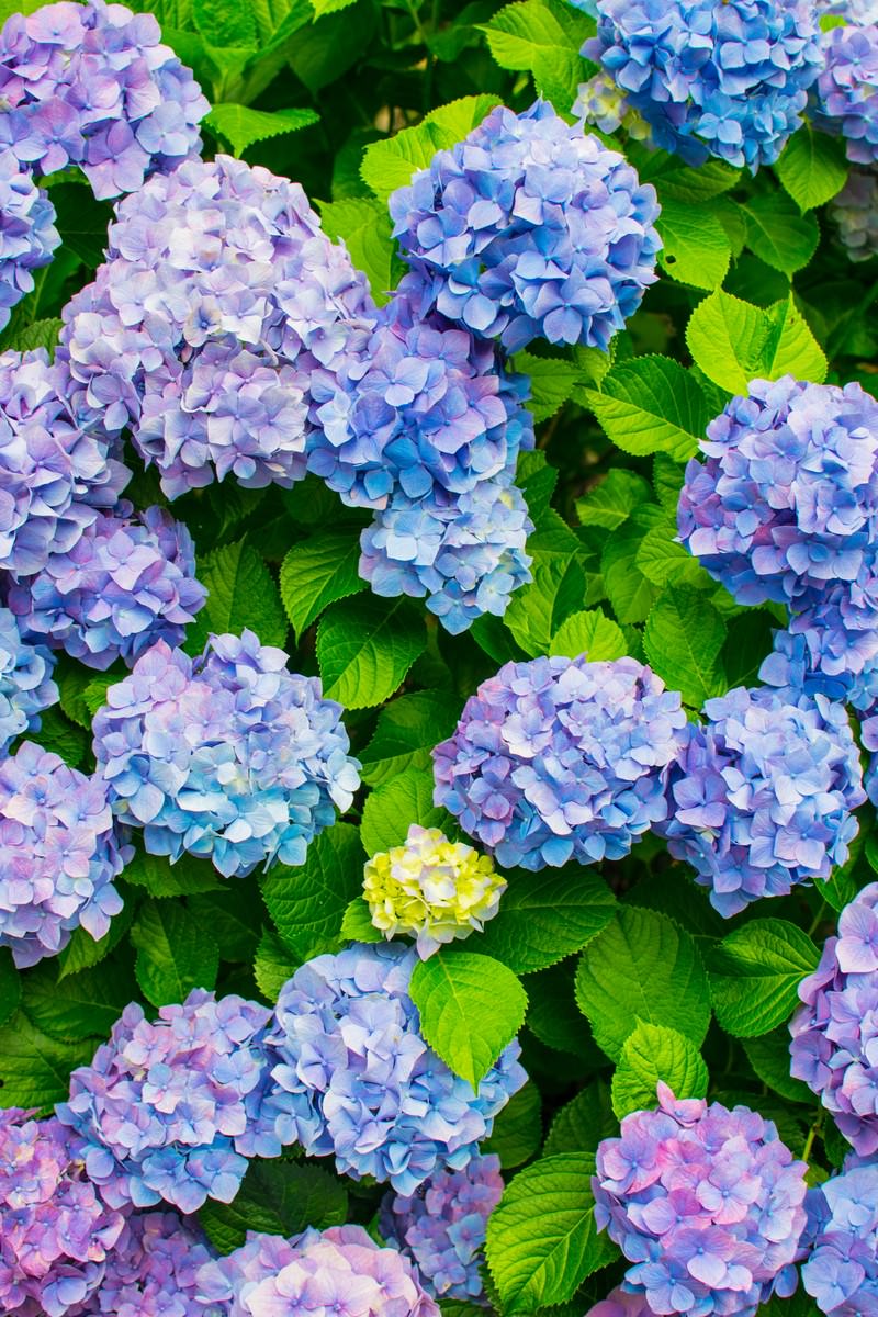 真上から撮影した青と紫のあじさいの花房