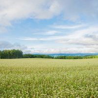 広大に広がる緑の畑と青空の田舎風景の写真