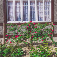 旧門司三井倶楽部の窓辺に咲く赤いつるバラの花壇の写真