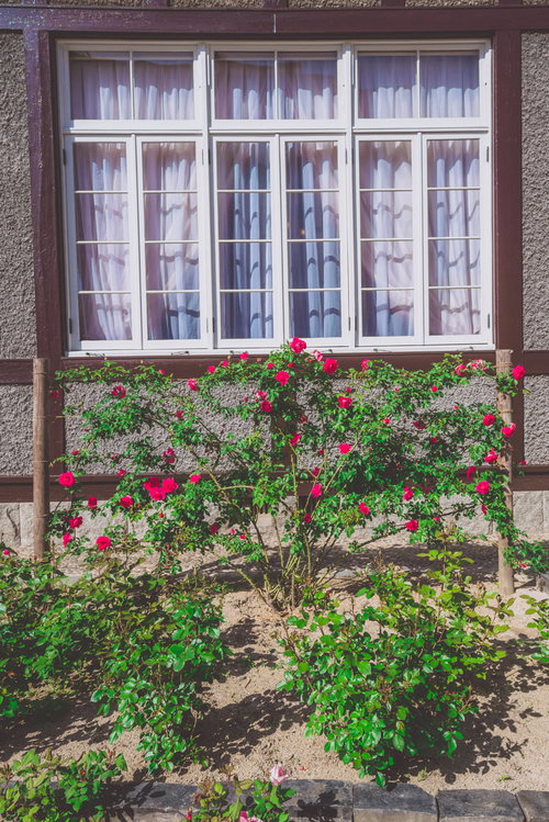 旧門司三井倶楽部の窓辺に咲く赤いつるバラの花壇