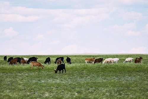 モンゴルの広大な草原で草を食むヤギたち