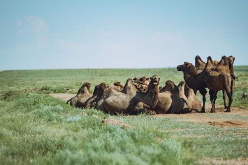 モンゴルの草原でくつろぐラクダたちの群れ