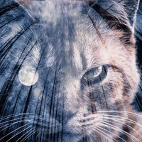 満月と白い猫のフォトモンタージュ 森の夜空の写真