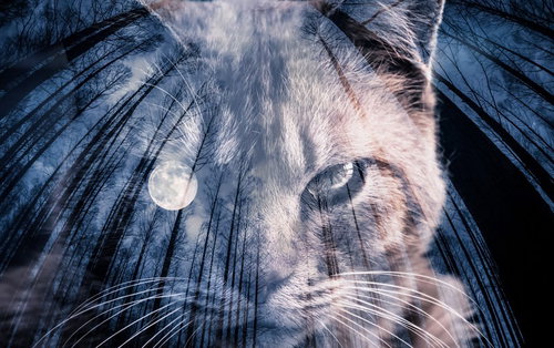 満月と白い猫のフォトモンタージュ 森の夜空