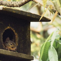 木製の巣箱に隠れるお留守番リスの写真