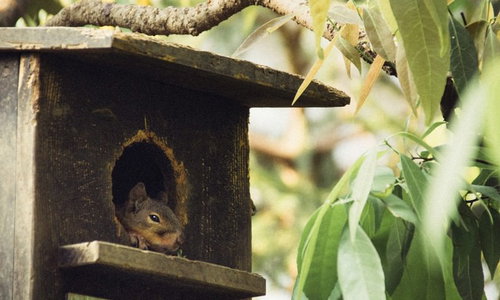 木製の巣箱に隠れるお留守番リス