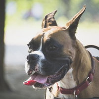 舌を出してあらぶるボクサー犬の散歩風景の写真
