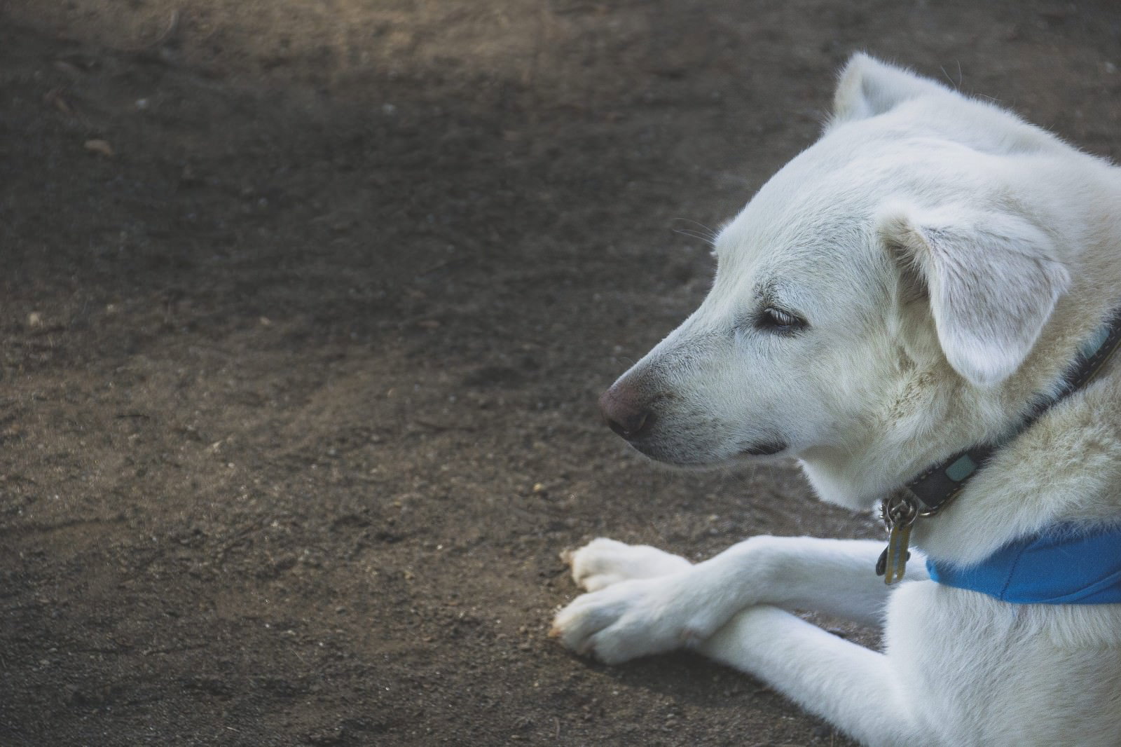 地面に伏せて目を閉じる白いラブラドール犬の横顔