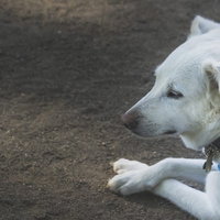 パブロフを諦めた犬の横顔、リードで繋がれた白いラブラドールの写真