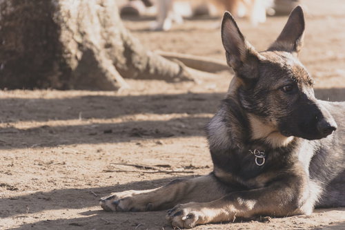 砂地でくつろぐジャーマンシェパード
