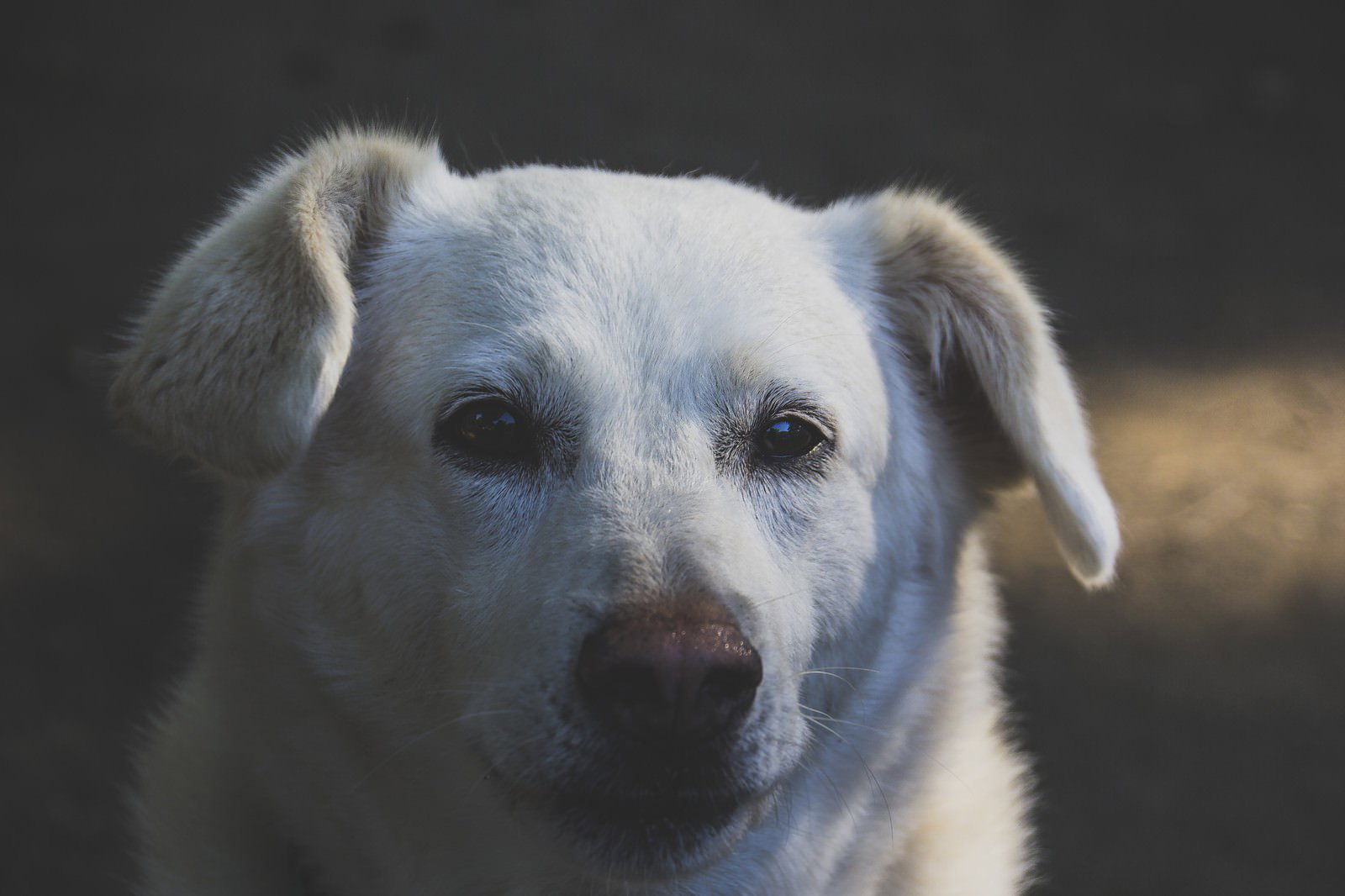白毛の老犬が疲れた表情で真正面を見つめている写真
