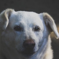 もう帰りたいワン、白い老犬の切ない表情と疲れた横顔の写真