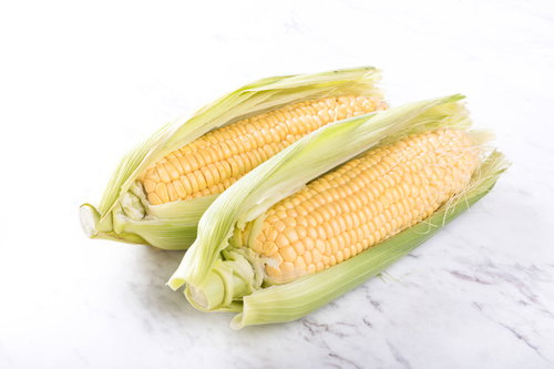 新鮮な皮付きとうもろこし2本、白背景